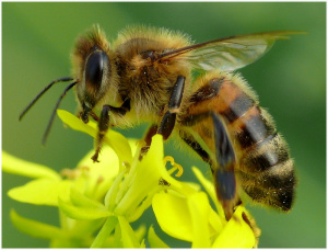 pszczola.jpg